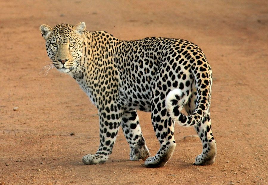 leopard-spots